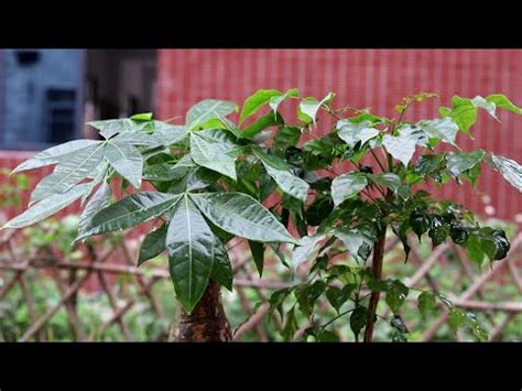 路沖擋煞植物